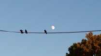 Birds Before the Moon